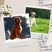 Successful Sweet Dogs - Dog Music Therapy