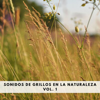 Sonido De Cigarras - Sonido Del Bosque y Naturaleza & Musica relajante & Música Relajante Para Leer