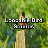 Tropical Birdsongs Sounds - Musica relajante & Rain Sounds & Calm Bird Sounds