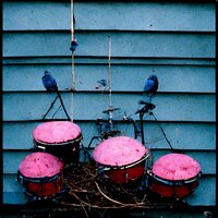 Birds - Burnt Pink & Swarvy