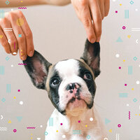Chilled Moods for Sleepy Pups - Dog Relaxation Music