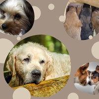 Lonely Ambience for Chilling Your Dog - Chill My Pooch
