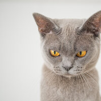 Harmonious Haven - Cat Music Therapy & Music for Cats Project & Cat Music Dreams