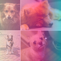 Contemporary Music for Resting After Walks - Calming for Dogs