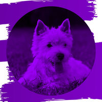 Terrific Ambience for Separation Anxiety - Relaxing Music for Dogs