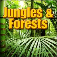 Marsh, Day - Daytime Marsh or Swamp Ambience: Heavy Birds, Insects, Forests, Jungles & Swamps, Birds, Insects - Sound Effects Library