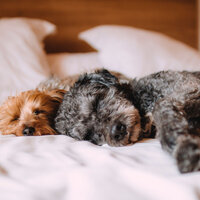 Easy Sleep Music Pt. 10 - Sleeping Music Experience & Sleep Music & deep sleep music collective