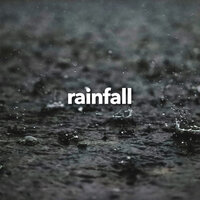 Forest Rain - Rain Sounds & White Noise