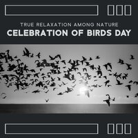 Starlings and Sparrows - Serenity Nature Sounds Academy