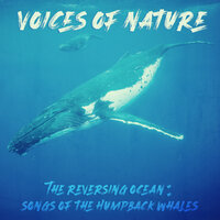 Day 21 Under the Ocean - Voices of Nature