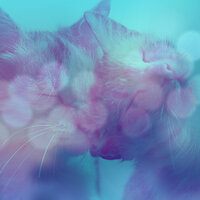 Distinguished Ambience for Cute Kitten - Calming Music for Cats