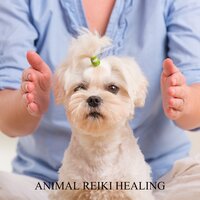 Energy Massage - Pet Relax Academy