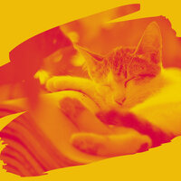 Background for Home Cats - Relaxing Music for Cats