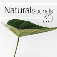 Quiet Mind - Natural Sounds Experts
