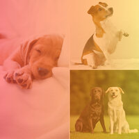 Inspiring Bebop Trumpet - Vibe for Evening Dog Park - Music for Calming Dogs