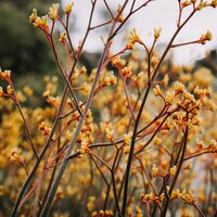 Windy Waves - Zen Meditate & Nature Sounds Collection & Rain Sounds Rain