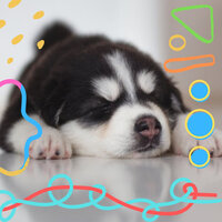 Background for Cute Dogs - Dog Music Therapy