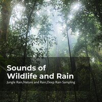 Earthy Breeze - Nature and Rain & Deep Rain Sampling & Jungle Rain
