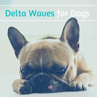 Healthy Sleep - Music for Dogs
