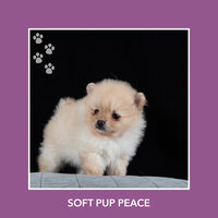 Song For Pet Relaxation - Relaxing Dog Music