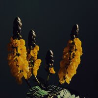 swallowtail - MVVE