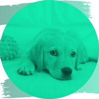 Divine Dog Walking - Dog Chill Out Music