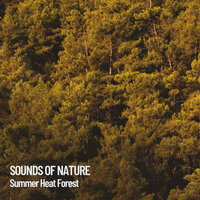 Sounds of Meditation - The Nature Soundscapes & Relax a Wave & Easy Listening Background Music