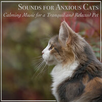Warm Sunshine - RelaxMyCat & Cat Music Dreams & Pet Music Therapy