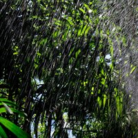 The Sleepy Rainforest Series 18 - Rain & Sleep