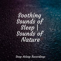 Ambience for Sleeping - Calming Sounds & Relaxing Mindfulness Meditation Relaxation Maestro & Sounds of Nature White Noise Sound Effects