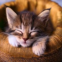 Profunda Serenidad Felina - Saxo & Academia de Música para Gatos & Lista de Reproducción para Relajar Felinos