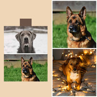 Background for Sweet Dogs - Music for Dogs Radio