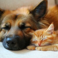 Calm Pets' Nighttime Music - Binaural Beats Entertainment & Help My Pet Sleep & Pet Chillout Music