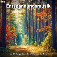 Klangfarben für Wellness - Entspannungsmusik & Schlafmusik & Entspannungsmusik Sebastian Noiro