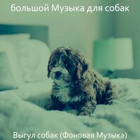 Созерцая (Собаки) - большой Музыка для собак