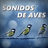 Paradormil - REIKI & Reiki Tribe & Sonidos de Aves