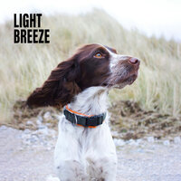 Drizzle - Dog Music