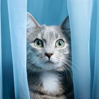 Las Melodías Relajantes Fomentan La Tranquilidad - Chill-hop melódico & Canciones de animales y pájaros & Mascotas Total Relax