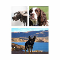 Luxurious Ambiance for Doggy Mental Health - Relaxation Music For Dogs