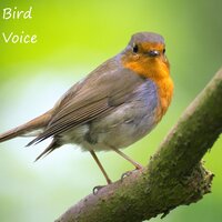 Pleasant Bird Tweet - Nature Sounds ASMR