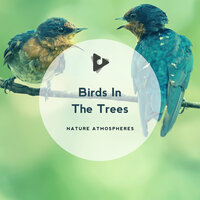 Nature Of Today - Nature Atmospheres & Nature Sound Series