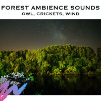 Nighttime Ambience (Loopable) - Serene Rose & Rainforest White Noise & Mother Nature Sound FX