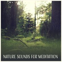 Deep in the Forest - Zen Natural Sounds