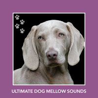 Calm Inspiration - Puppy Relaxation