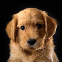 Orquesta Suave Con Flujo - Camino del agua & Concierto para Perros & Estación Canina