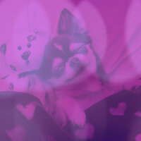 Fiery Backdrops for Calming Puppies - Comfortable Doggy Music