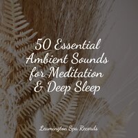 Ambient Textures - Tranquil Music Sound Of Nature & Nature Sound Series & Relaxing Sleep Sound