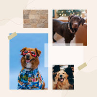 Friendly Calmed Puppies - Music for Leaving Dogs Home Alone