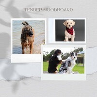 Fantastic (Music) - Calming Jazz For Dogs