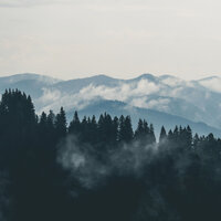 Beautiful Songbirds for Calming Nights - Sleep Sounds Of Nature & deep sleep music collective & Nature Therapy